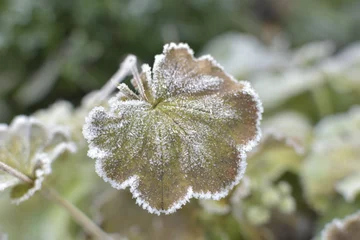 Foto auf Leinwand Vrouwenmantel in de winter met ijskristallen Herbplant with frost in winter © Jelske