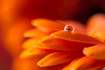 Orange flower petals  with water drop close up over red background. Macro photography of gerbera...