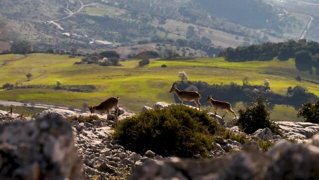 bouquetin ibex in wild nature