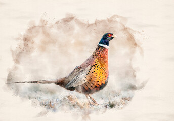 Ringneck Pheasant (Phasianus colchicus) male waterpaint image