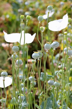 White Opium Poppy, Natural Flowering By Spontaneous Generation In The Fields Of Castile,