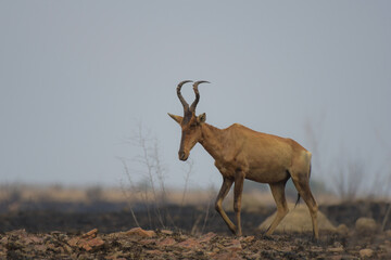 Lone Red Hartebeest walking in dry savannah environment