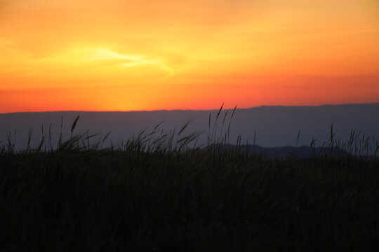 silhouette grass and sky in oreng and red color. High quality photo