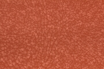 Fototapeta premium texture of genuine calfskin