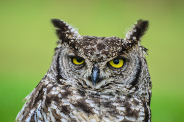 Cape eagle-owl or bubo capensis headshot portrait