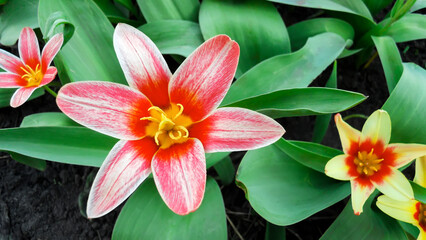 beautiful red early foster tulips with green leaves top view
