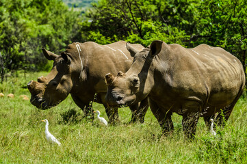 White Rhinoceros and little cattle egret bird symbiotic relationship in a game reserve in South Africa