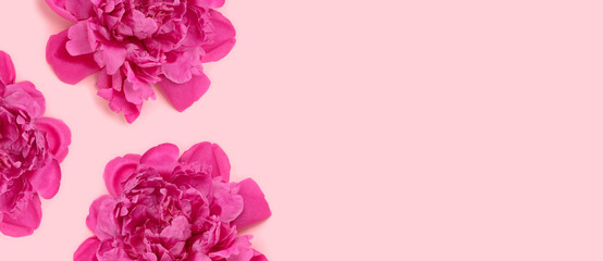 Banner with heads of peony flowers on a pink pastel background. Creative concept.