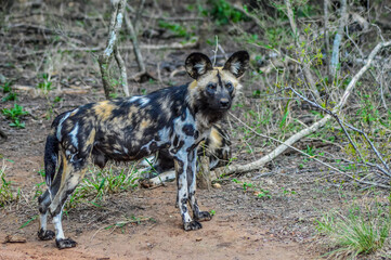 The African wild dog (Lycaon pictus), also known as African hunting or African painted dog or painted wolf in a game reserve