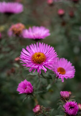  pink flower