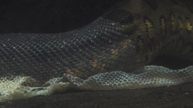 Green anaconda (Eunectes murinus). The anaconda undresses from the skin underwater.