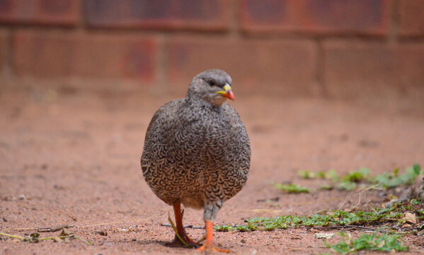 Cape francolin or Natal spurfowl is a very ccommon bird in South Africa
