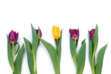 Bunch of fresh purple, yellow tulip flowers close up isolated on white background. Spring holidays concept background.