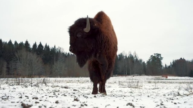 a large ancient bison stands in a snowy field, turns its head from side to side, the steam from his breath comes out of his nostrils