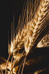 Yellow ears of rye close-up on a dark background. A bouquet of prickly ears of ripe rye in the...