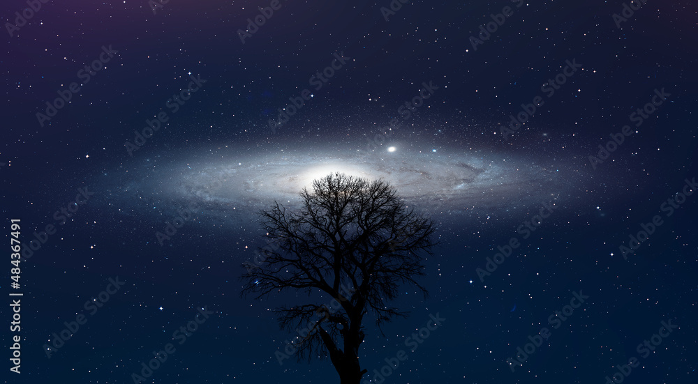 Poster lone dead tree with amazing andromeda galaxy at sunset 