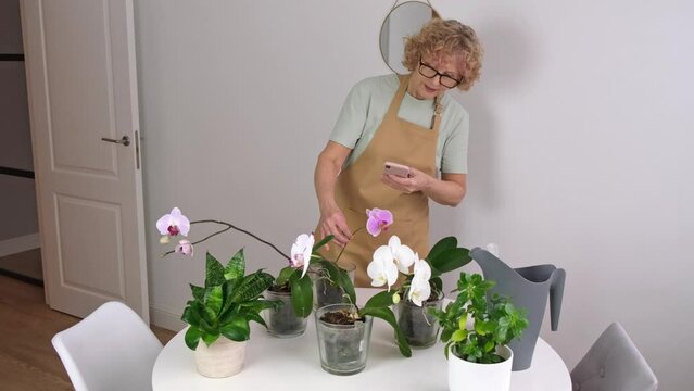 Portrait of senior female in yellow apron takes photos of orchids