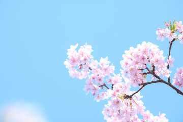 バナーに使いやすい美しい河津桜