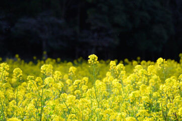バナーに使いやすい満開の菜の花畑