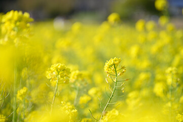 A field of rape blossoms in full bloom, easy to use for banners.