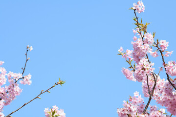 バナーに使いやすい美しい河津桜
