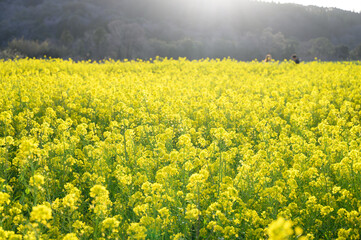 バナーに使いやすい満開の菜の花畑