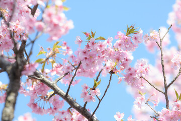 Beautiful Kawazu cherry blossoms, easy to use for banners
