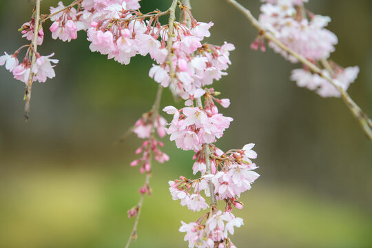 美しい枝垂桜