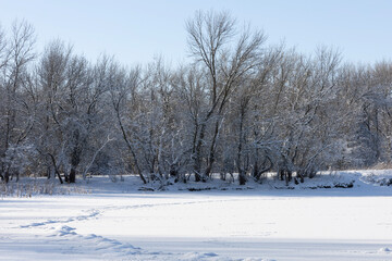 snow covered trees