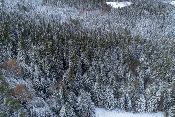 Widok z lotu ptaka na zaśnieżone drzewa.