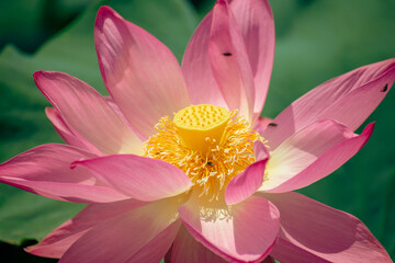 the pink lotus is beautiful