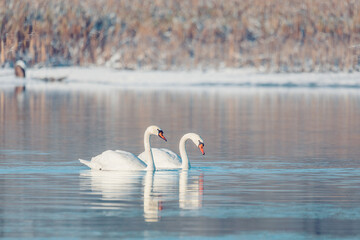 Fototapeta na wymiar Wild bird mute swan in winter on pond