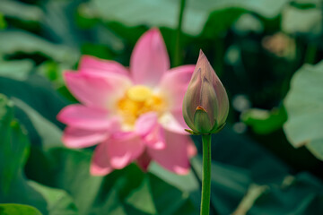 Obraz premium the pink lotus is beautiful