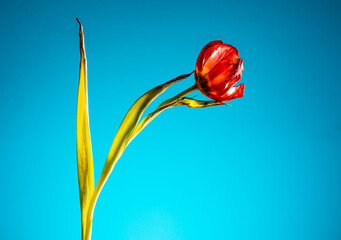 red tulips flowers background