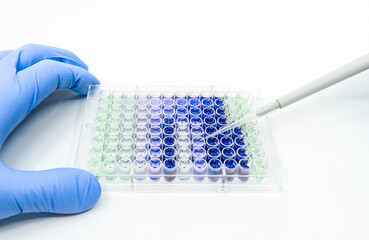 Scientist is putting reagents into 96 well micro plate with a single channel pipette for...