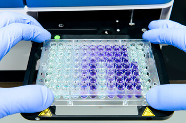 Scientist is putting 96 well micro plate into plate reader machine to measure O.D for calculating...