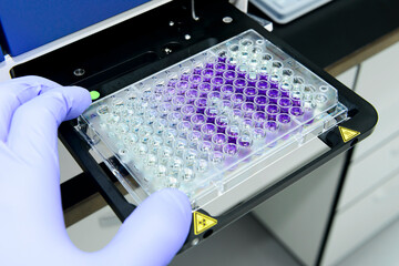 Scientist is putting 96 well micro plate into plate reader instrument to measure protein...