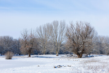 trees in the snow