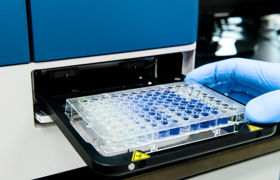 Scientist is putting 96 well micro plate into plate reader machine to measure and analyze enzyme linked immunosorbent assay(ELISA)