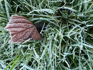 Close up of white coated frost covered green grass garden lawn blades with dried leaves in organic...