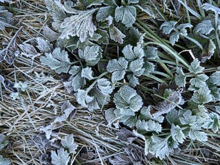 Close up of white coated frost covered green grass garden lawn blades with dried leaves in organic...