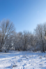 winter landscape with trees