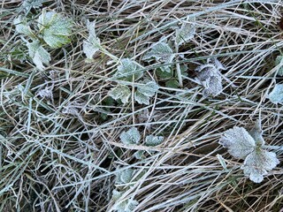 Close up of white coated frost covered green grass garden lawn blades with dried leaves in organic...
