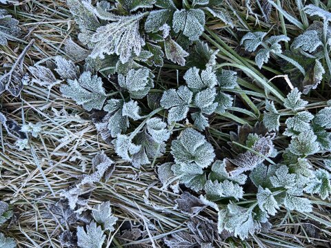 Close up of white coated frost covered green grass garden lawn blades with dried leaves in organic English country garden with early morning light and  on crisp cold freezing Winter day flat lay view
