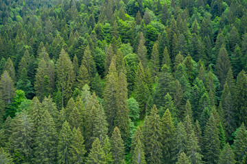 Aerial view of forest during a summer day. Alpine spruce forest on a hill. Plantation of spruce trees. Top down aerial view. Green spruce on the slope aerial view from the side.