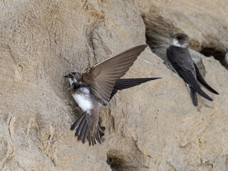 Sand Martin