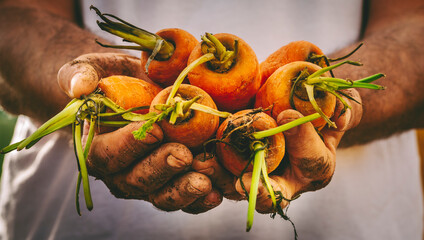 Close up of dirty man worker hands showing raw bio organic natural carrots from the ground. Earth...