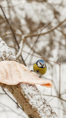 Eurasian blue tit. bird eats lard on a tree branch in the forest. Feeding birds in winter.