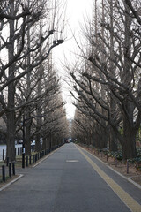 神宮外苑のイチョウ並木（青山通り向き）