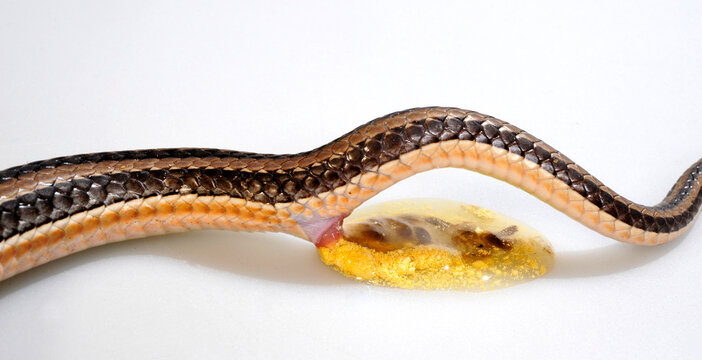 Feces of a snake // Exkretion einer Schlange (Kladirostratus acutus)
